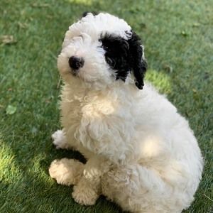 Meet your Posher, Julie